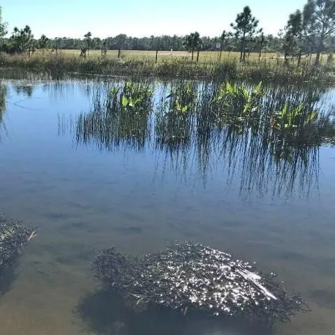 thumbnail for publication: Wetlands as a Tool for Water Treatment